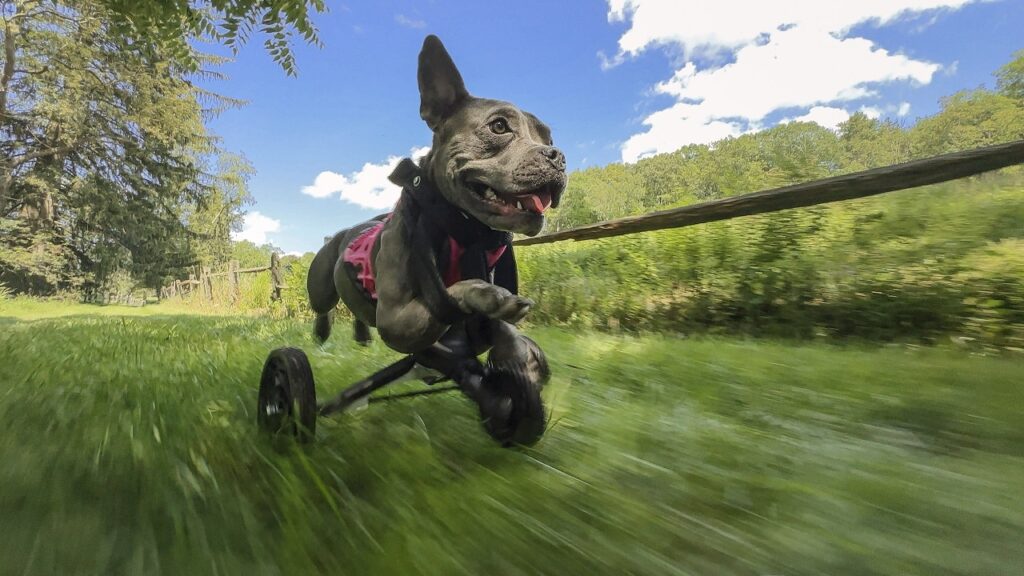 Sommeraufnahme auf dem iPhone 14 Pro Max von Leeor Wild min